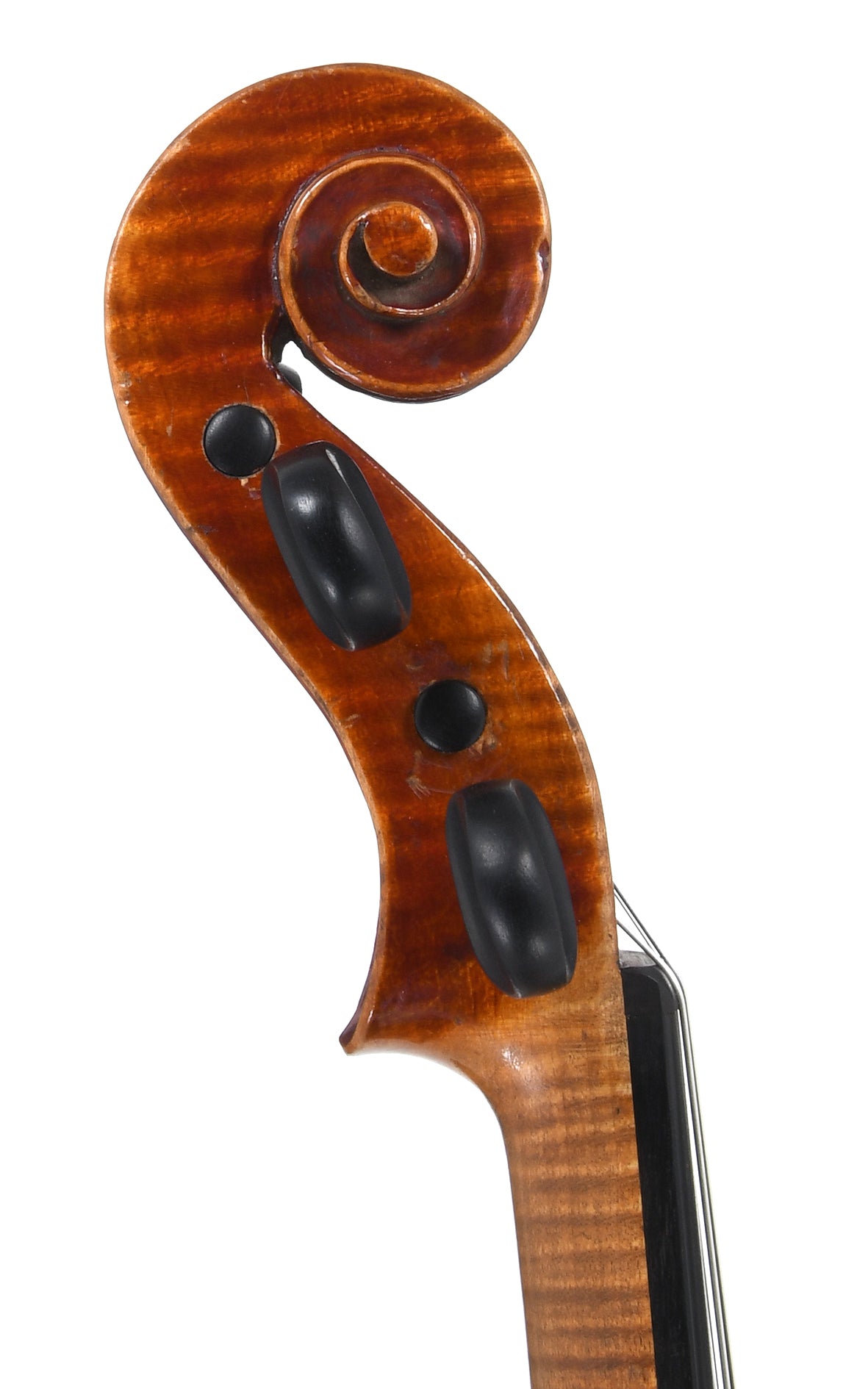 Violon FR12 Sirius